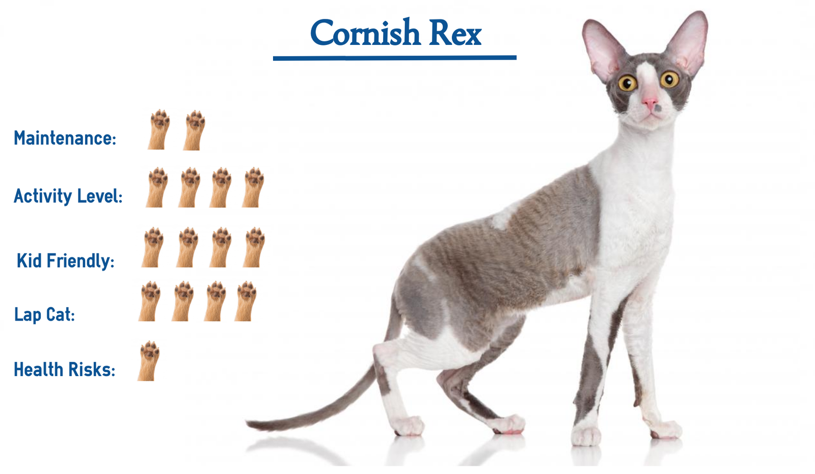 Personality and Temperament Of Cornish Rex Cat Breed