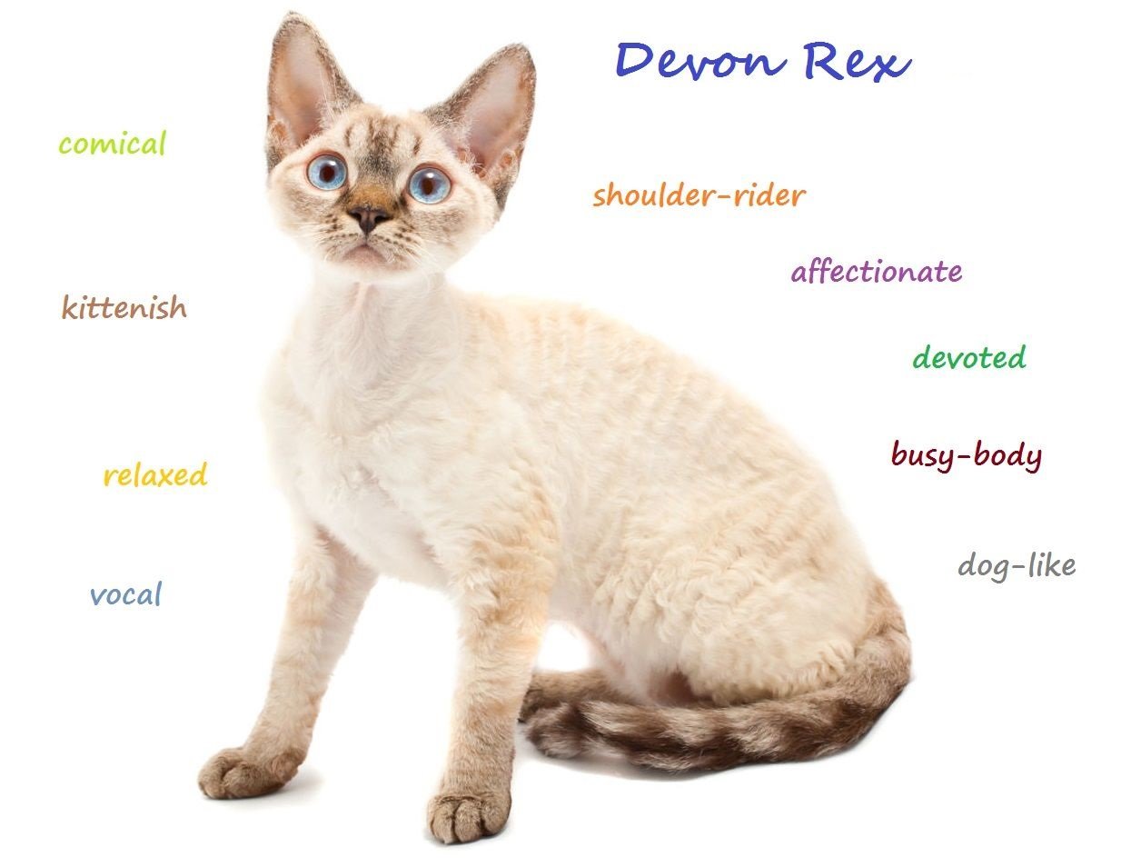 The Devon Rex Cat Breed Characteristics Care And Personality