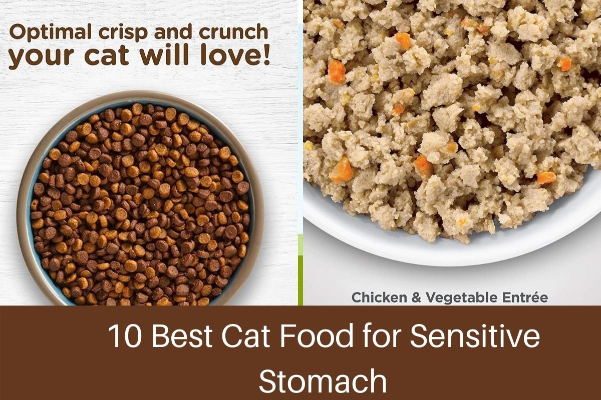 10 Best Cat Food for Sensitive Stomach