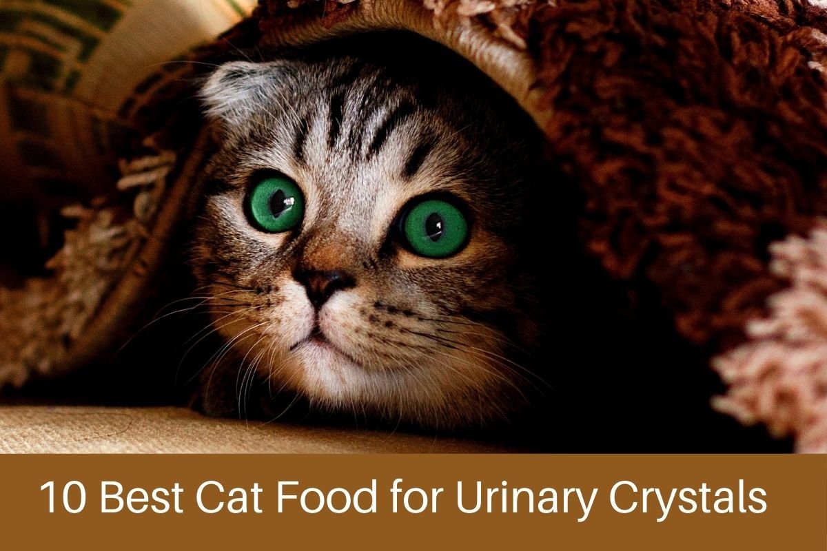 Best Cat Food for Urinary Crystals