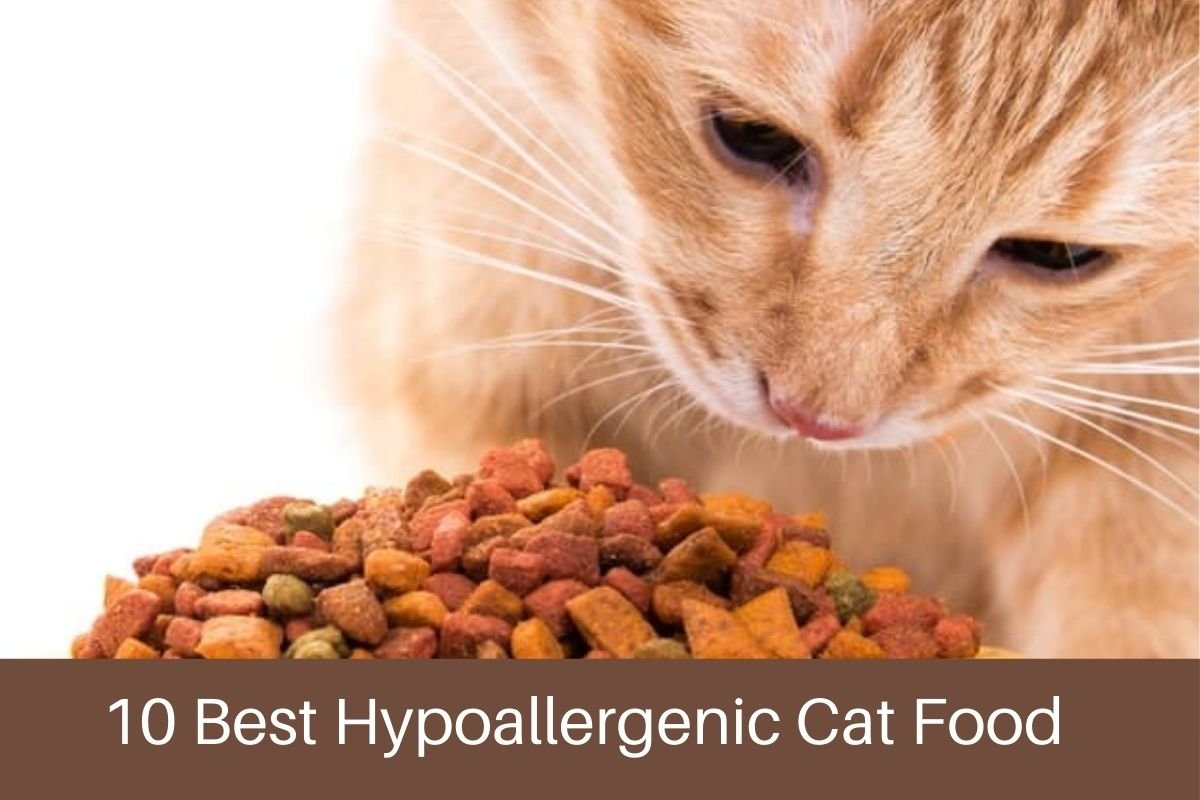 10 Best Hypoallergenic Cat Food