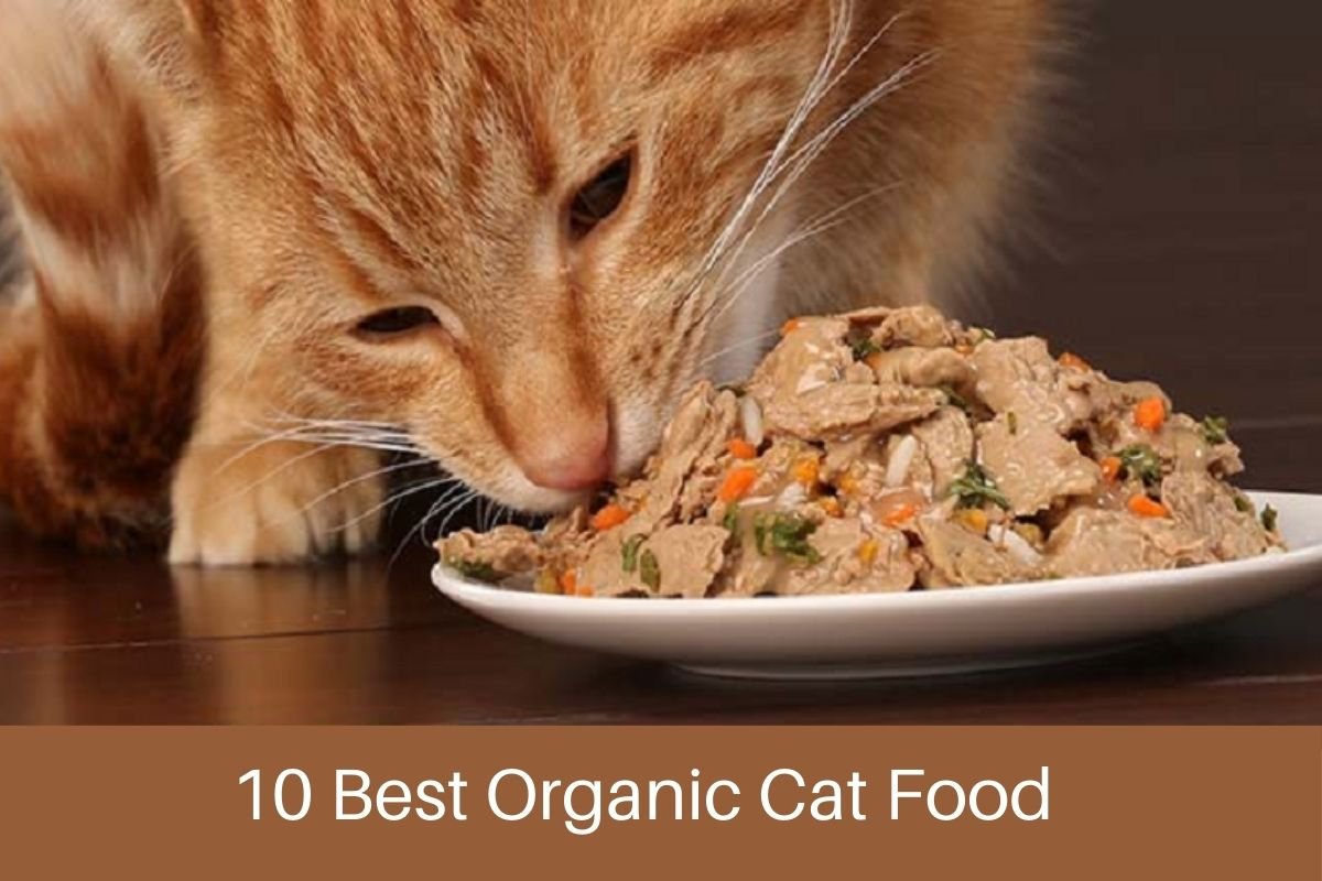 10 Best Organic Cat Food