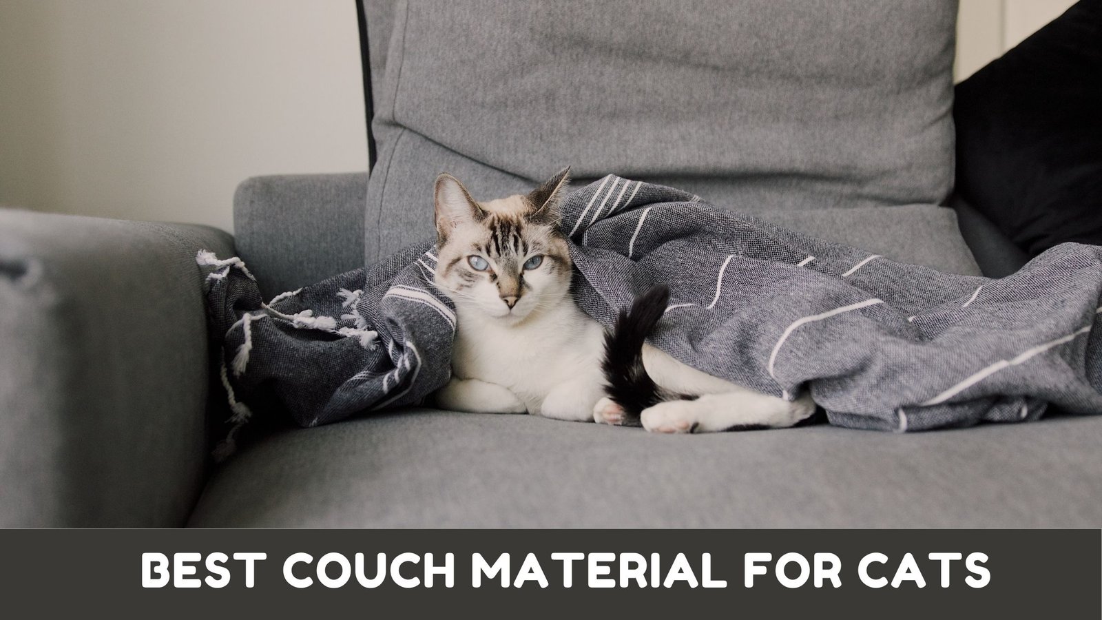 Best Couch Material for Cats