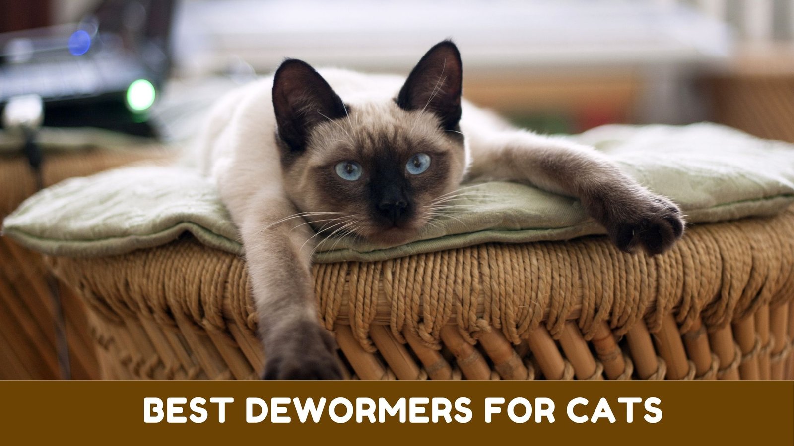 Best Dewormers for Cats