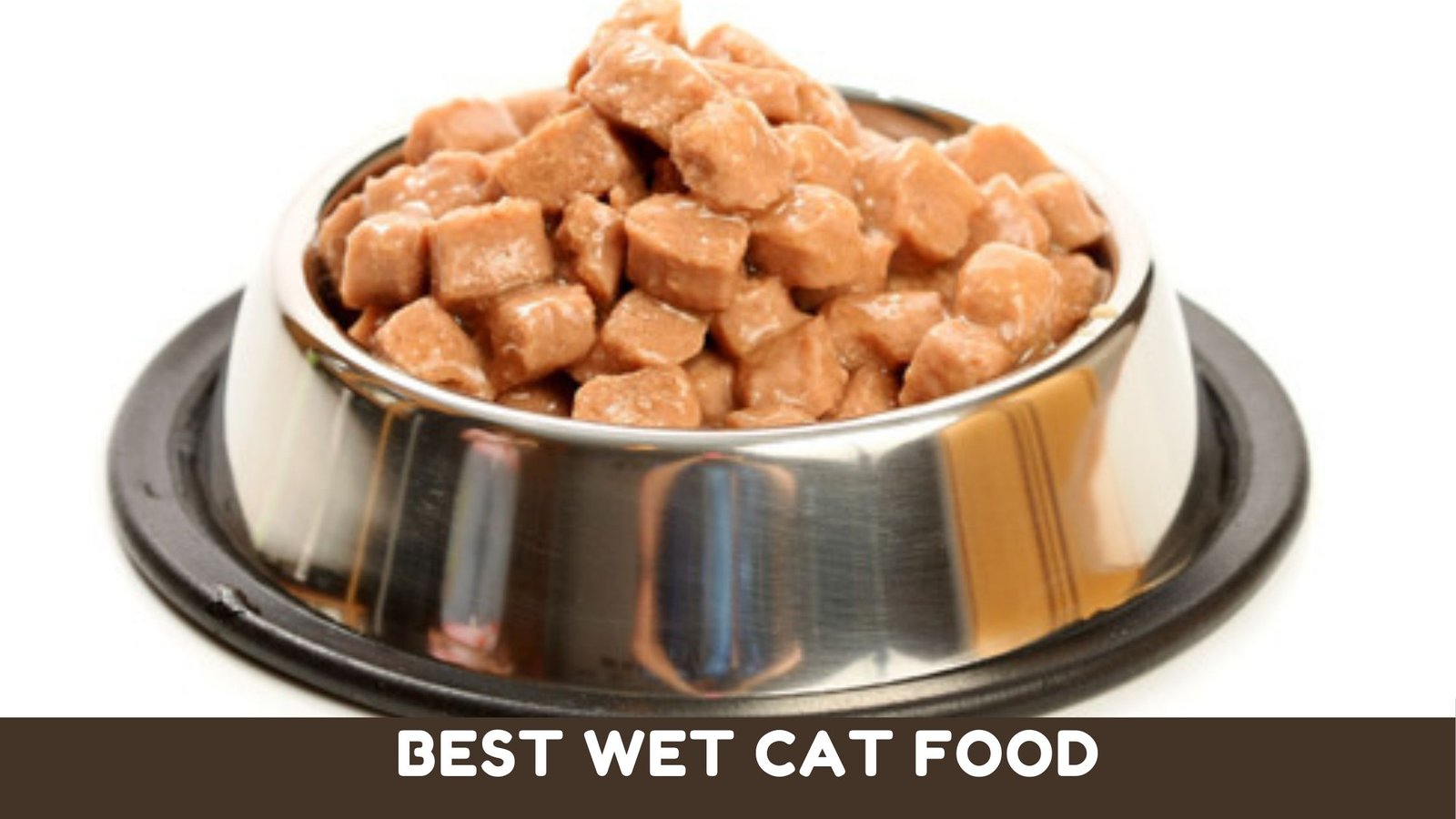 10 Best Wet Cat Foods