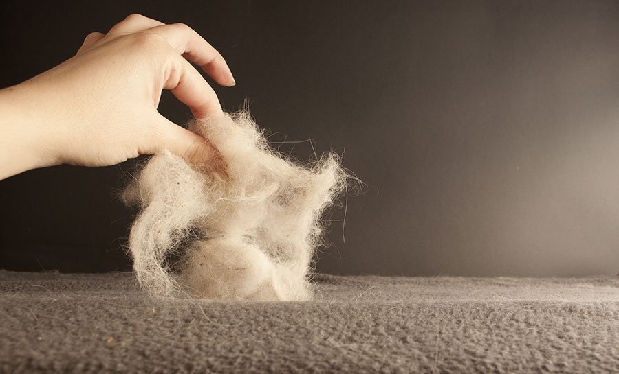 How To Remove Pet Hair