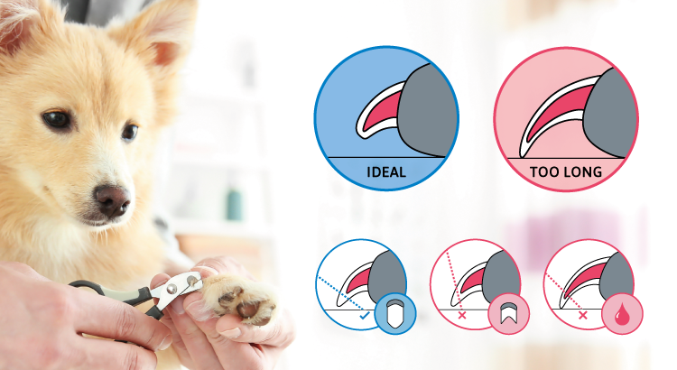 How To Trim Your Pet Nails Infographic