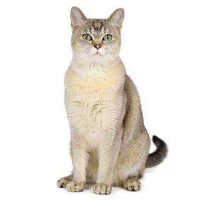 Burmilla Cat breed