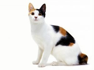 Japanese Bobtail Cat