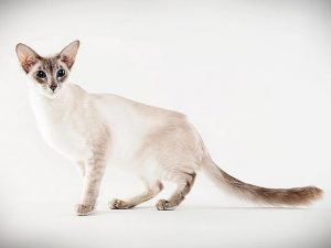 Javanese Cat Most Popular Cat Breeds