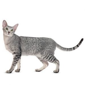 Oriental Shorthair Cat breed