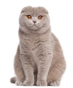 Scottish Fold Cat breed