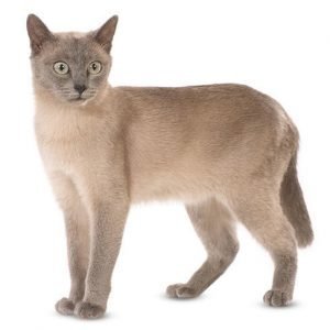 Most Popular Cat Breeds - Everything You Need To Know - Kitten Passion