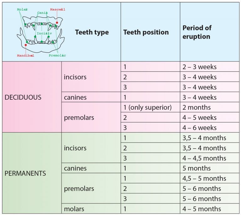 Symptoms Of Teething In Kittens And What To Do Kitten Passion