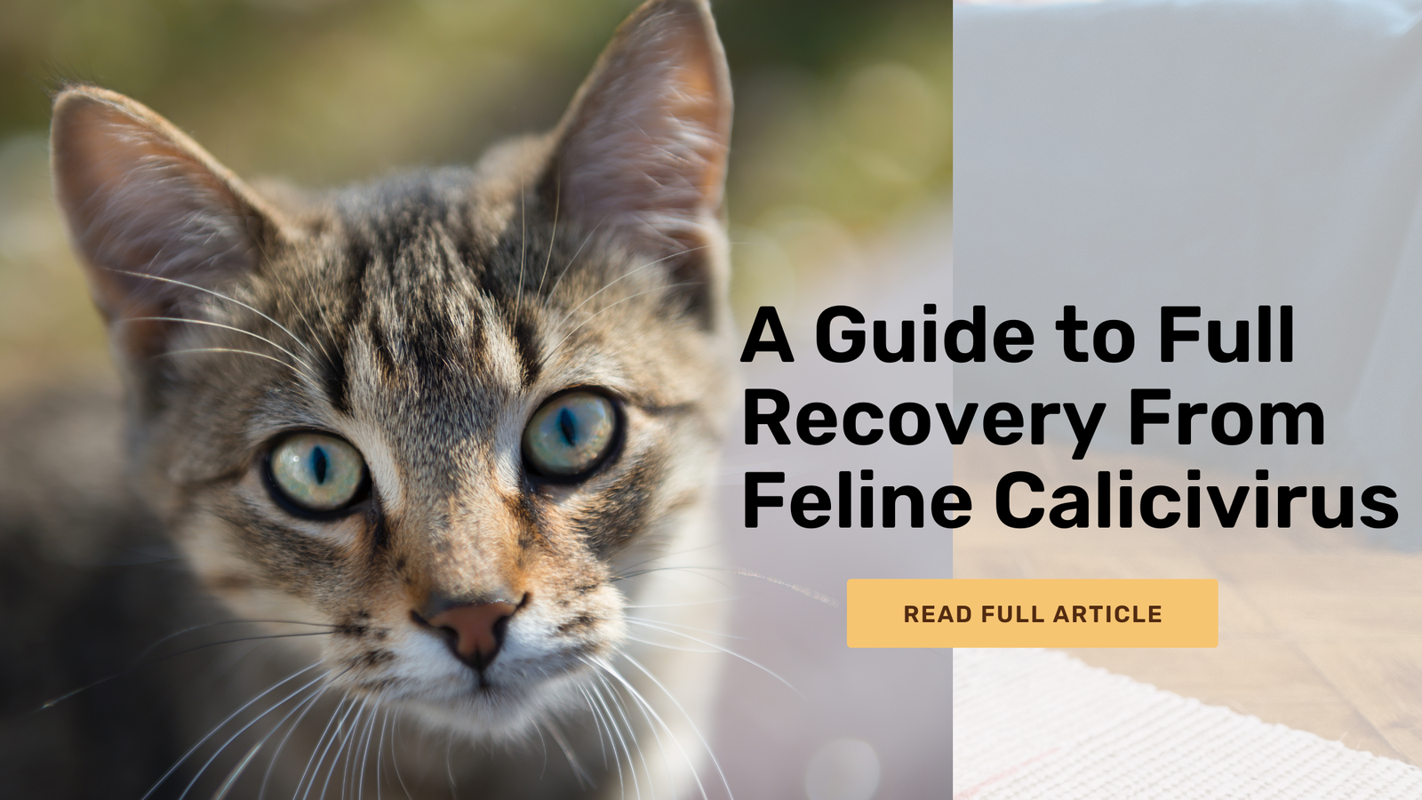 A guide to healthy Recovery from feline Calicivirus