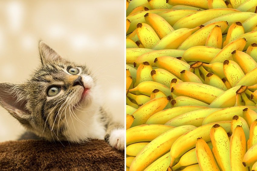 Can Cats Eat Banana?