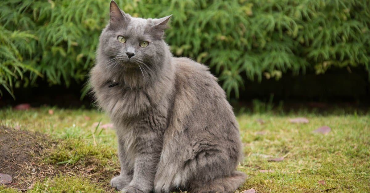 The Nebelung Cat: An Enigmatic Breed - Kitten Passion