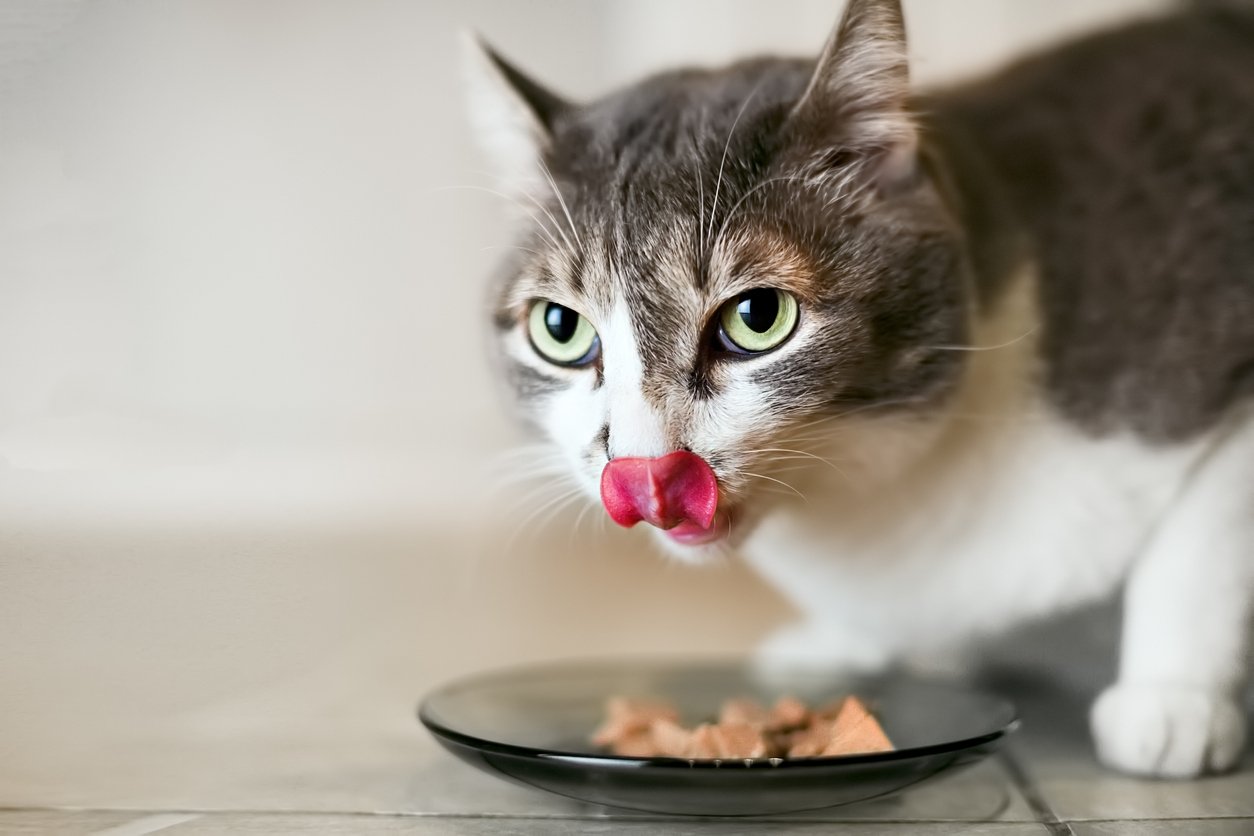 What Can Cats Eat Besides Cat Food