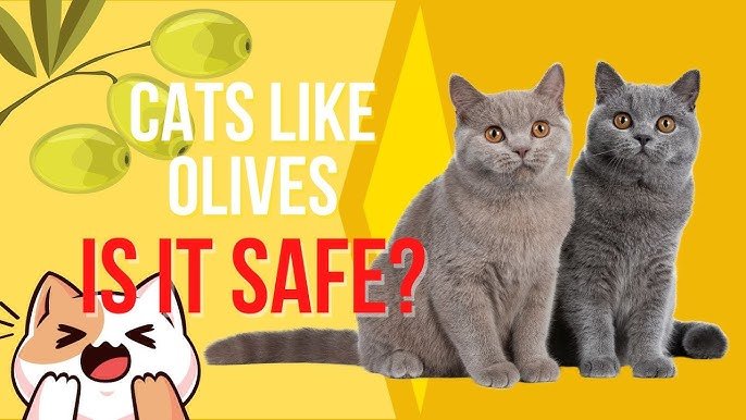 Can Cats Eat Olives Safely?